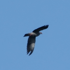 Lopholaimus antarcticus