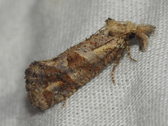 Acrolophus piger