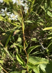 Symphyotrichum urophyllum
