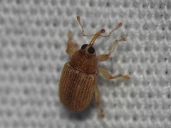 Lignyodes helvolus