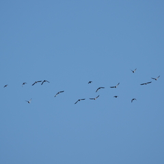 Lopholaimus antarcticus