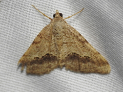 Frederickia s-signata