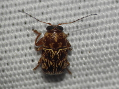 Pachybrachis turbidus