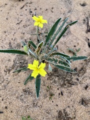 Goodenia willisiana
