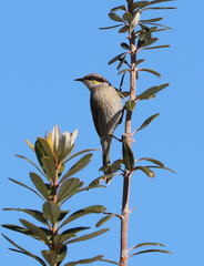 Gavicalis virescens