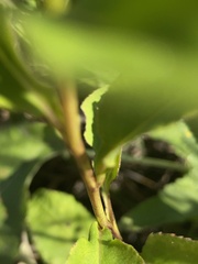 Symphyotrichum urophyllum
