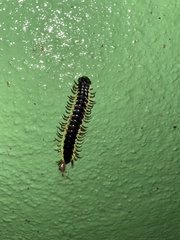 Asiomorpha coarctata