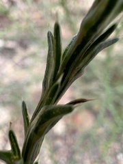 Salsola