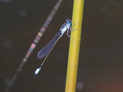 Ischnura heterosticta