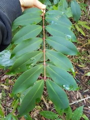Pilidiostigma glabrum