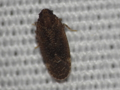 Opsiplanon luella