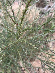 Salsola