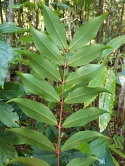 Pilidiostigma glabrum
