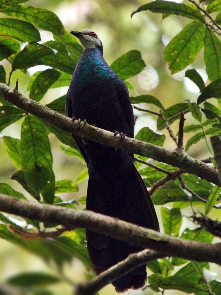 Black Cuckoo-Doves