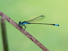 Ischnura heterosticta