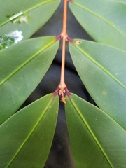 Pilidiostigma glabrum