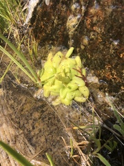 Pinguicula macroceras