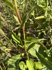 Symphyotrichum urophyllum