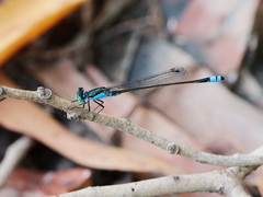 Ischnura heterosticta