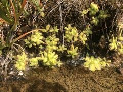 Pinguicula macroceras