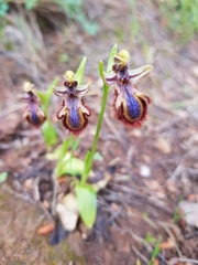 Ophrys speculum speculum