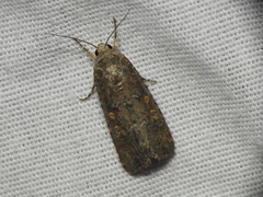 Spodoptera exigua