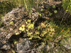 Pinguicula macroceras
