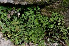 Adiantum tricholepis