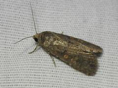Spodoptera exigua