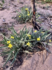 Goodenia willisiana
