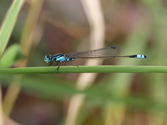 Ischnura heterosticta