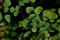 Adiantum tricholepis
