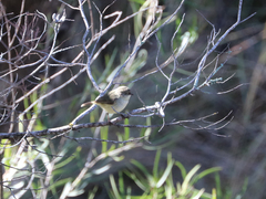 Acanthiza reguloides