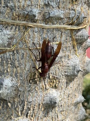 Polistes
