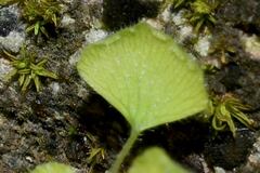 Adiantum tricholepis