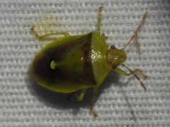Banasa dimidiata
