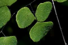 Adiantum tricholepis