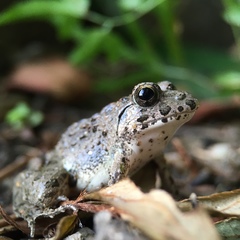 Fejervarya kawamurai