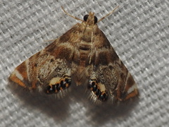 Petrophila fulicalis
