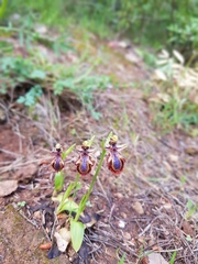 Ophrys speculum speculum