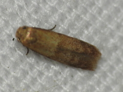 Pigritia