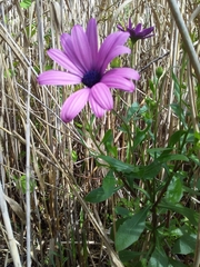 Dimorphotheca