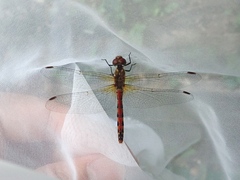 Sympetrum darwinianum