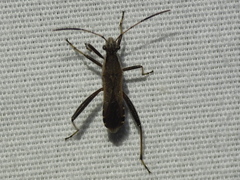 Alydus pilosulus
