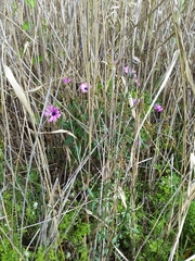 Dimorphotheca