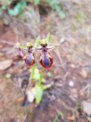 Ophrys speculum speculum