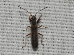 Paromius longulus