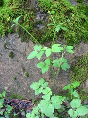 Ranunculus silerifolius