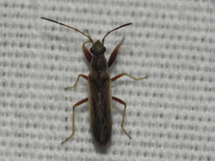 Paromius longulus
