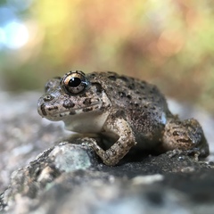 Fejervarya kawamurai